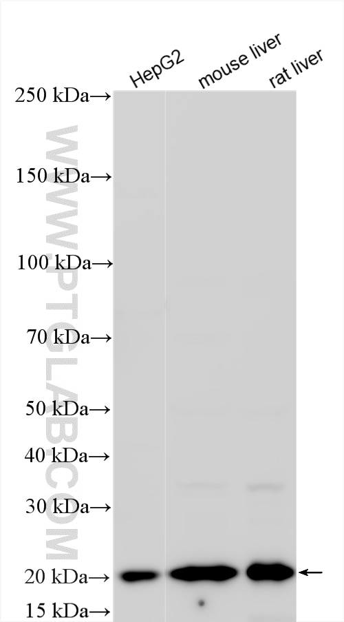 Western Blot (WB) analysis of various lysates using UFC1 Polyclonal antibody (15783-1-AP)
