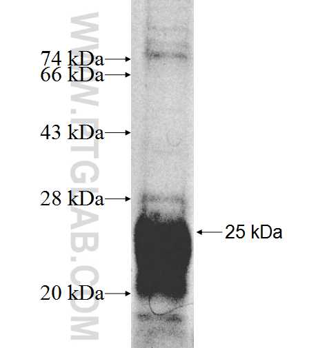 UFC1 fusion protein Ag8627 SDS-PAGE