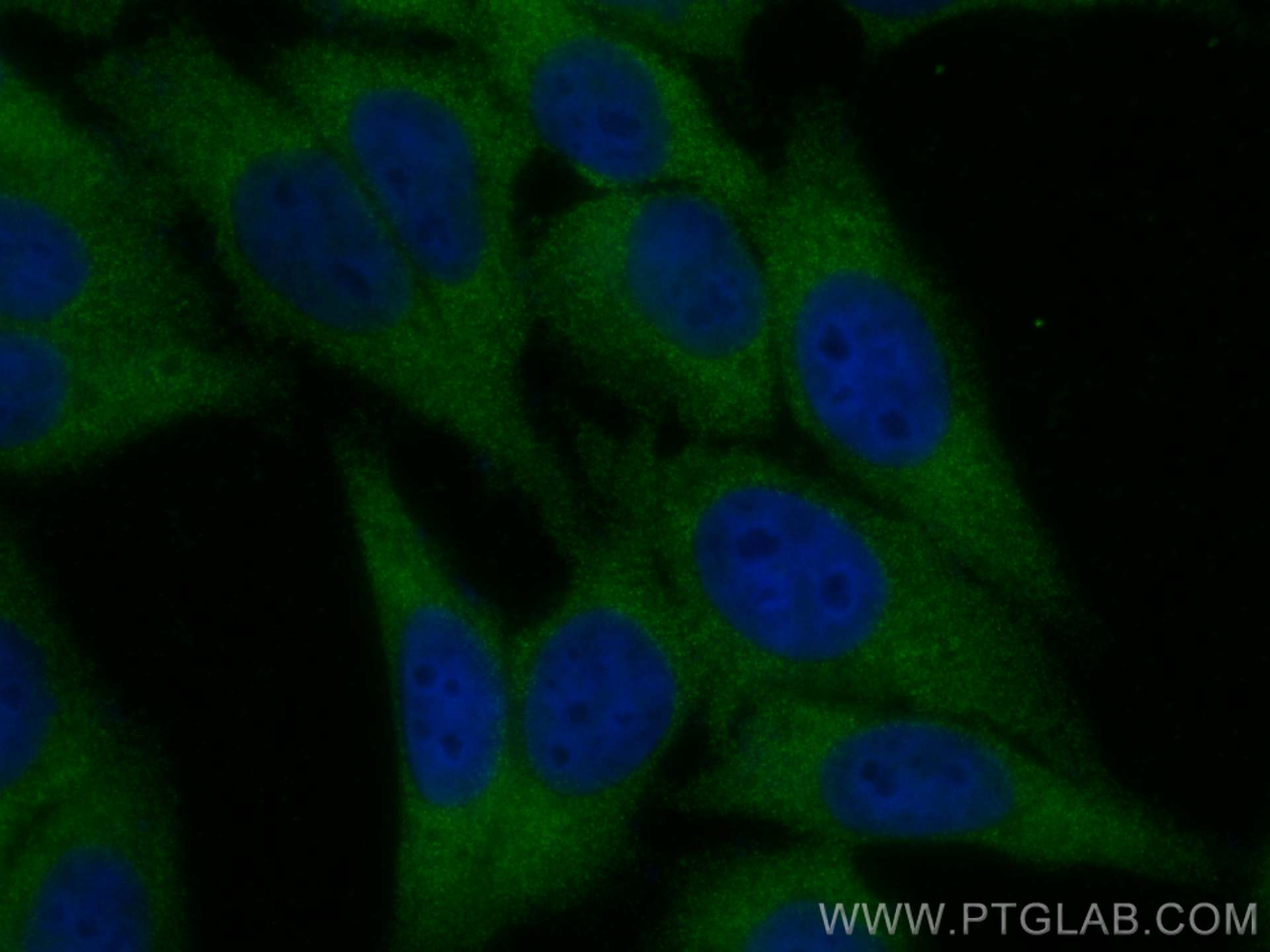 Immunofluorescence (IF) / fluorescent staining of HepG2 cells using UFD1L Polyclonal antibody (10615-1-AP)