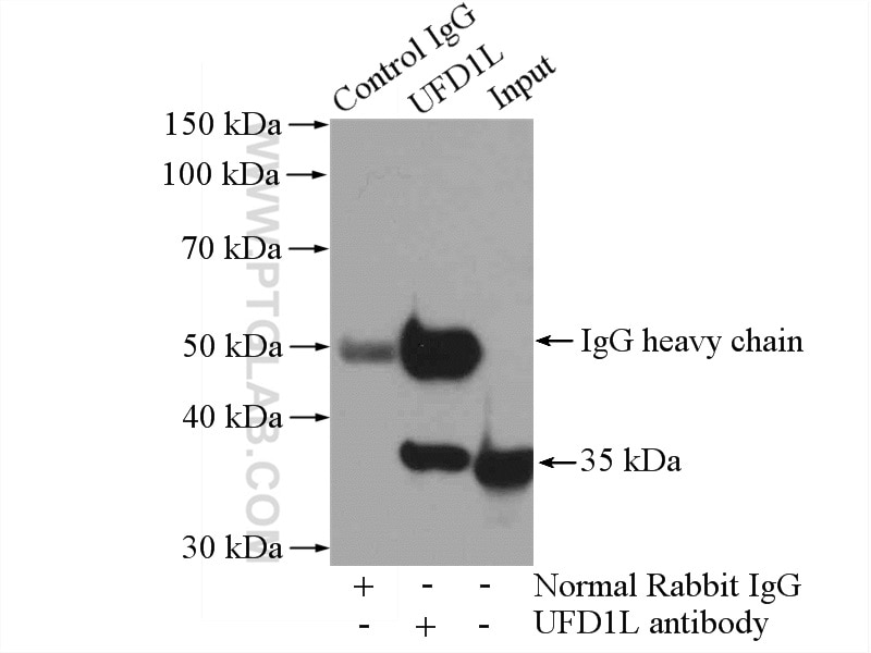 Immunoprecipitation (IP) experiment of Raji cells using UFD1L Polyclonal antibody (10615-1-AP)