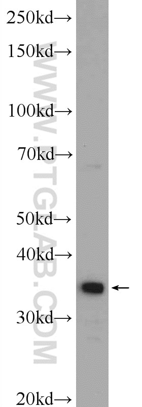 Western Blot (WB) analysis of HepG2 cells using UFD1L Polyclonal antibody (10615-1-AP)