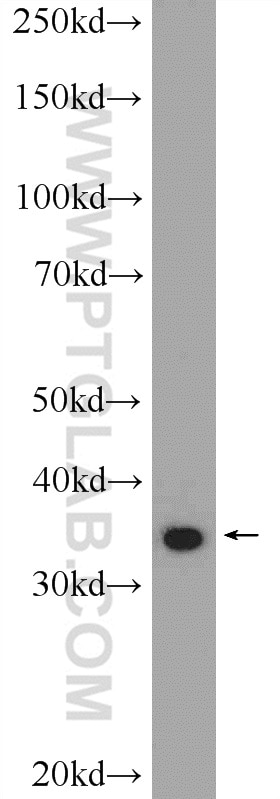 Western Blot (WB) analysis of Raji cells using UFD1L Polyclonal antibody (10615-1-AP)