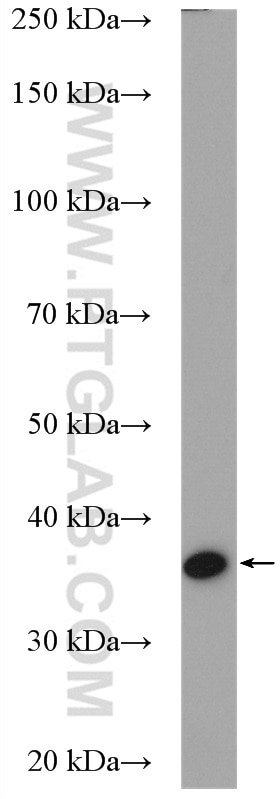 Western Blot (WB) analysis of K-562 cells using UFD1L Polyclonal antibody (10615-1-AP)