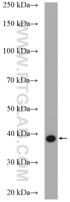 Western Blot (WB) analysis of human testis tissue using UFD1L Polyclonal antibody (10615-1-AP)