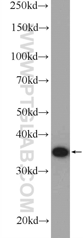 Western Blot (WB) analysis of mouse thymus tissue using UFD1L Polyclonal antibody (10615-1-AP)