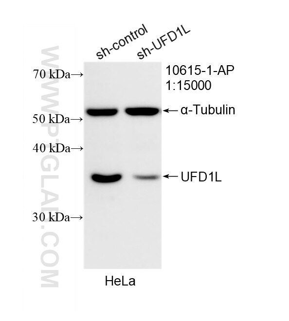 Western Blot (WB) analysis of HeLa cells using UFD1L Polyclonal antibody (10615-1-AP)