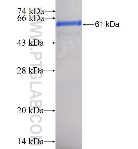 UFD1L fusion protein Ag0954 SDS-PAGE