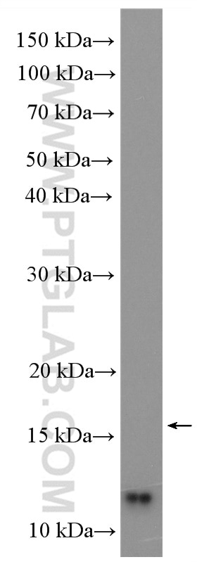 Western Blot (WB) analysis of HEK-293 cells using UFM1 Polyclonal antibody (15883-1-AP)