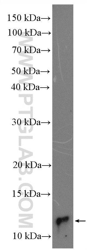 Western Blot (WB) analysis of HepG2 cells using UFM1 Polyclonal antibody (15883-1-AP)