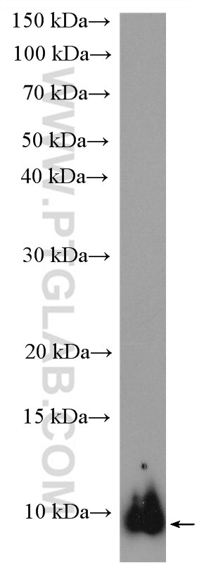 Western Blot (WB) analysis of mouse liver tissue using UFM1 Polyclonal antibody (15883-1-AP)