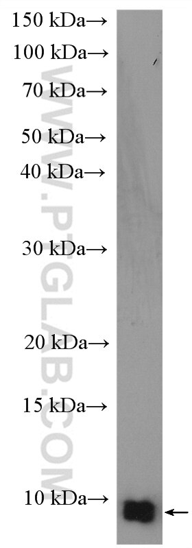 Western Blot (WB) analysis of mouse lung tissue using UFM1 Polyclonal antibody (15883-1-AP)