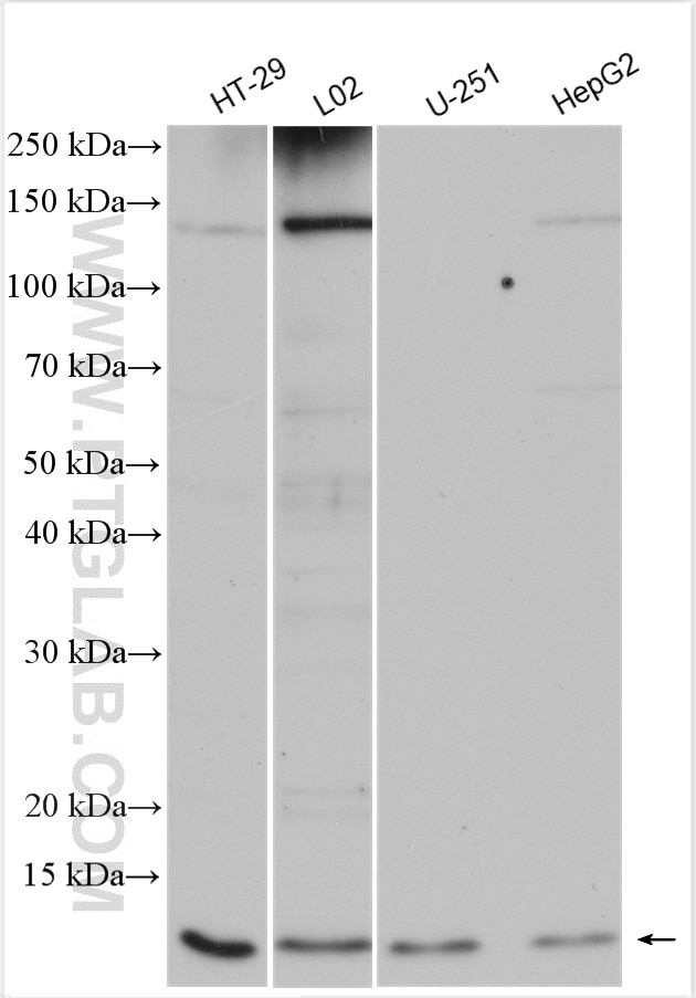 Western Blot (WB) analysis of various lysates using UFM1 Polyclonal antibody (15883-1-AP)