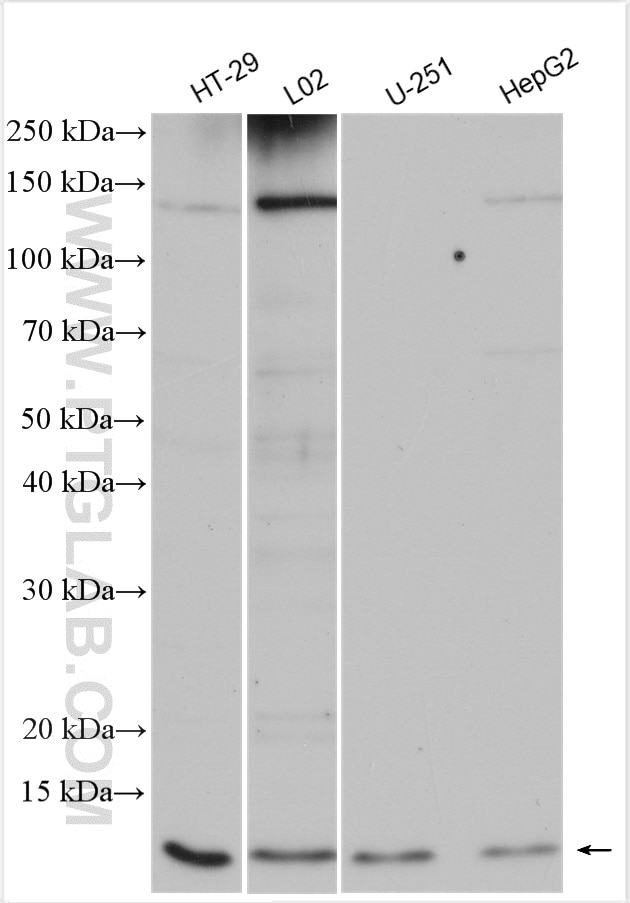 WB analysis using 15883-1-AP