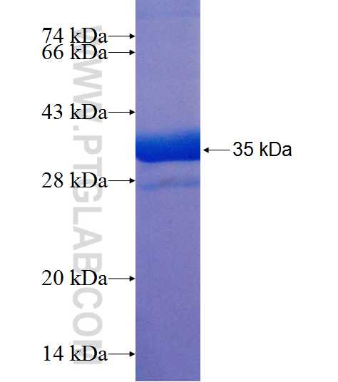 UFM1 fusion protein Ag8667 SDS-PAGE