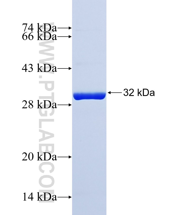 UFM1 fusion protein Ag8667 SDS-PAGE