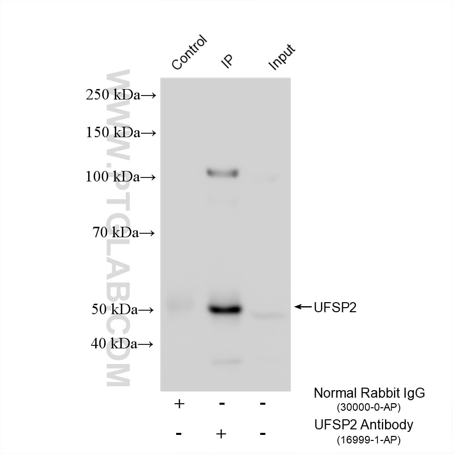 Immunoprecipitation (IP) experiment of HepG2 cells using UFSP2 Polyclonal antibody (16999-1-AP)