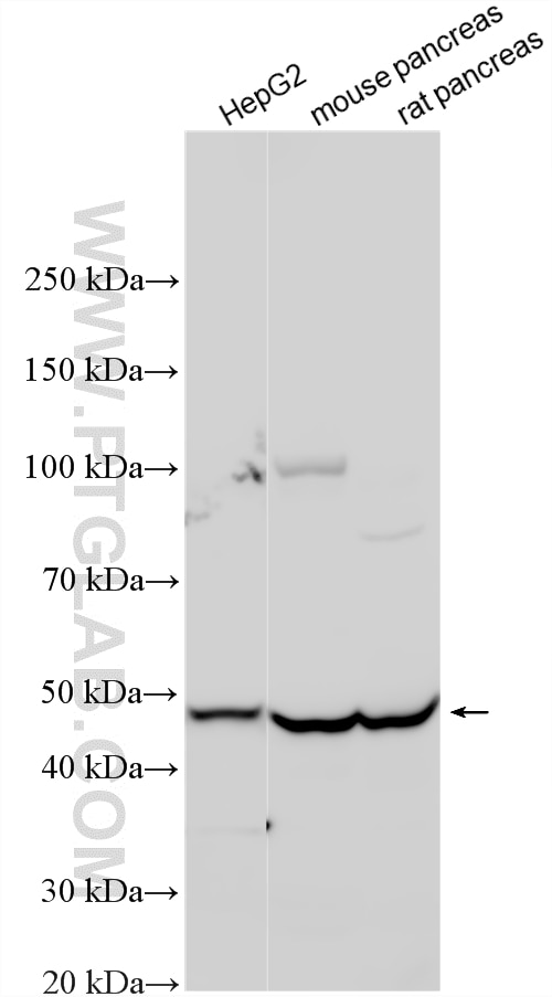 Western Blot (WB) analysis of various lysates using UFSP2 Polyclonal antibody (16999-1-AP)