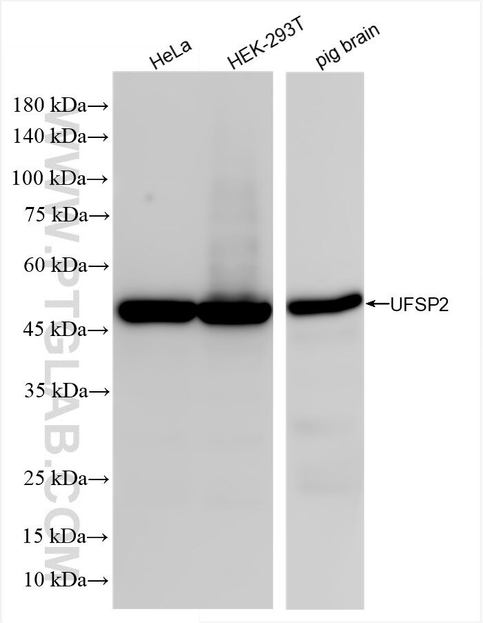Western Blot (WB) analysis of various lysates using UFSP2 Recombinant antibody (86436-1-RR)