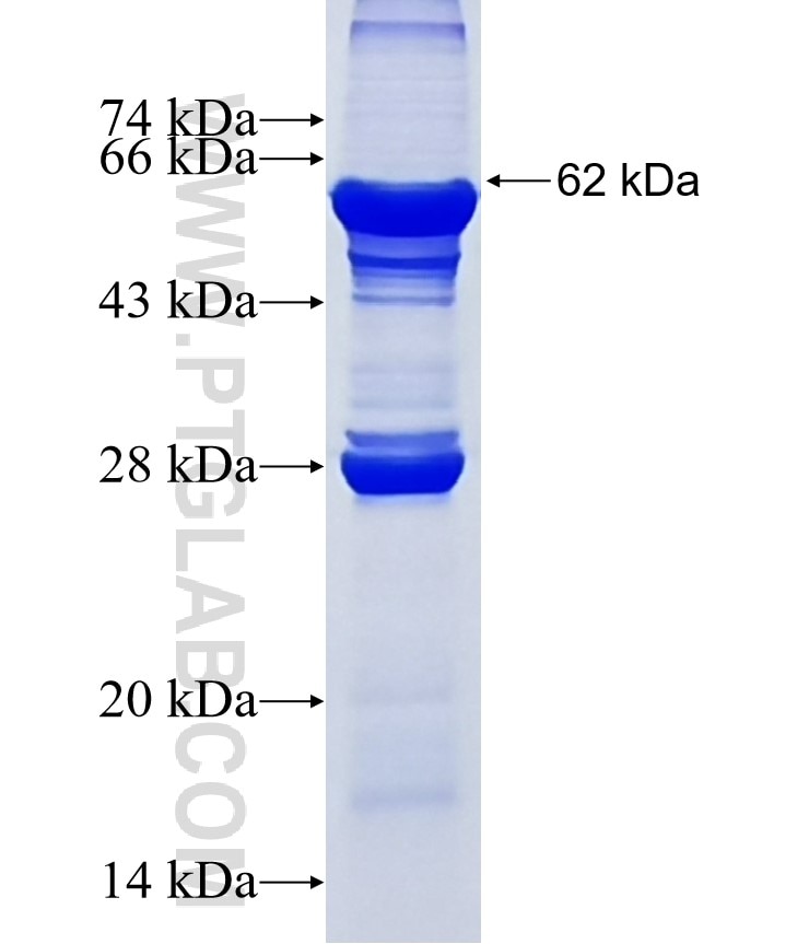 UFSP2 fusion protein Ag10692 SDS-PAGE