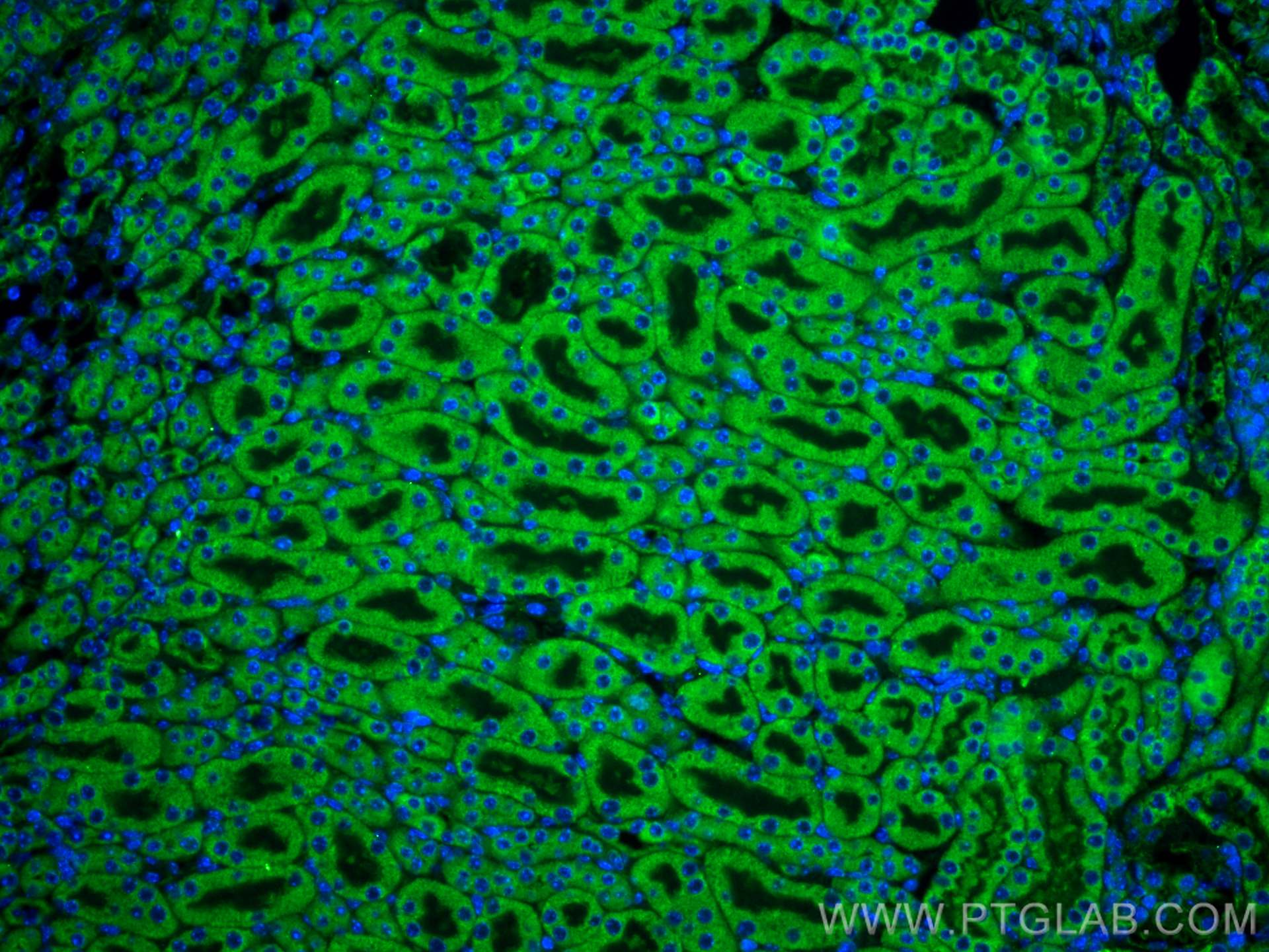 Immunofluorescence (IF) / fluorescent staining of mouse kidney tissue using UGCG Polyclonal antibody (12869-1-AP)