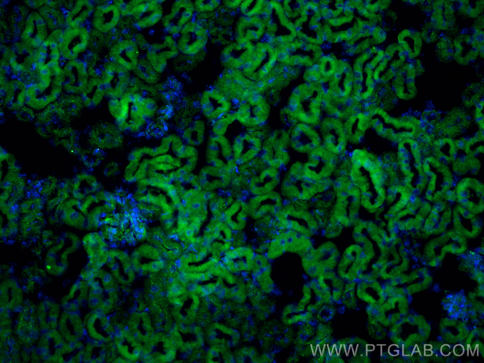 Immunofluorescence (IF) / fluorescent staining of mouse kidney tissue using UGCG Polyclonal antibody (12869-1-AP)