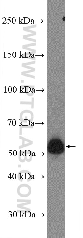 Western Blot (WB) analysis of C6 cells using UGCG Polyclonal antibody (12869-1-AP)