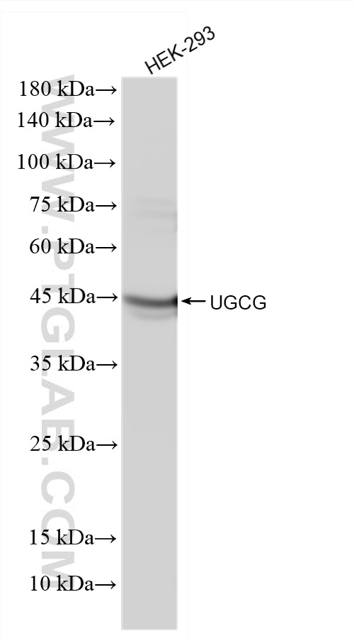 Western Blot (WB) analysis of HEK-293 cells using UGCG Polyclonal antibody (33967-1-AP)