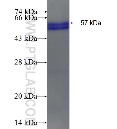 UGCG fusion protein Ag3530 SDS-PAGE