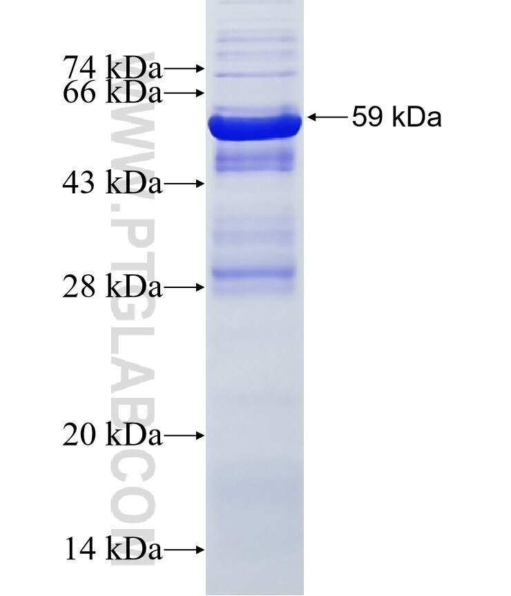 UGCG fusion protein Ag3530 SDS-PAGE