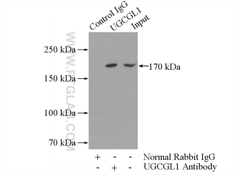Immunoprecipitation (IP) experiment of mouse brain tissue using UGCGL1 Polyclonal antibody (14170-1-AP)