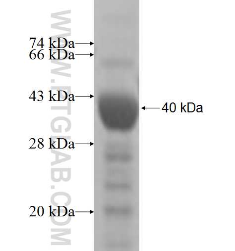 UGCGL1 fusion protein Ag5940 SDS-PAGE