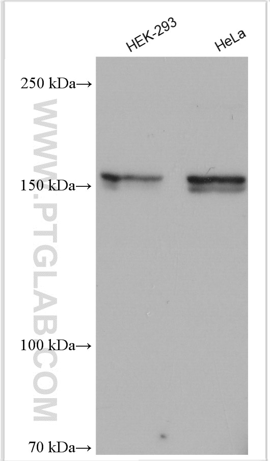 Western Blot (WB) analysis of various lysates using UGCGL2 Polyclonal antibody (13420-1-AP)