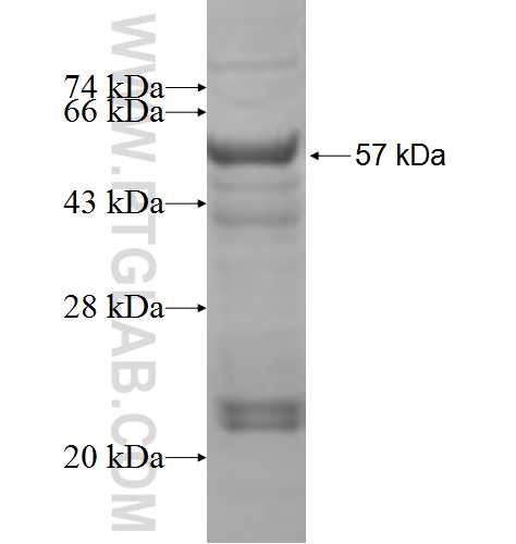 UGCGL2 fusion protein Ag4189 SDS-PAGE