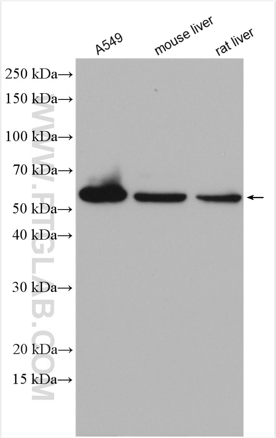 Western Blot (WB) analysis of various lysates using UGDH Polyclonal antibody (13151-1-AP)