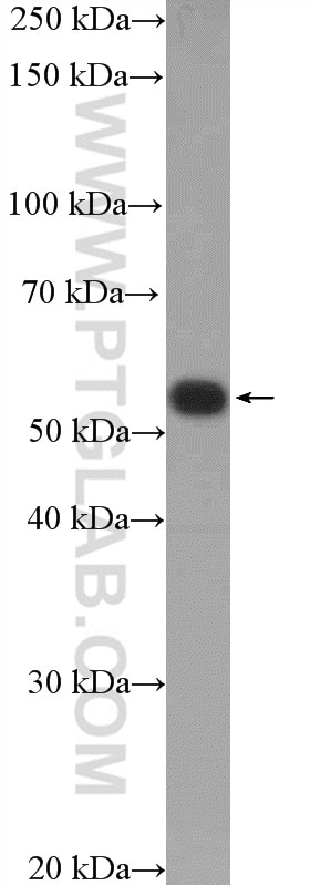 Western Blot (WB) analysis of mouse liver tissue using UGDH Polyclonal antibody (13151-1-AP)