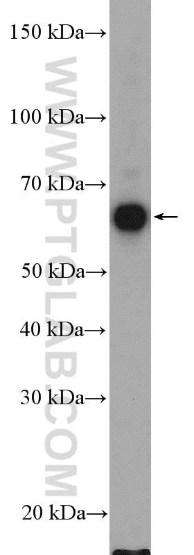 Western Blot (WB) analysis of HepG2 cells using UGDH Polyclonal antibody (13151-1-AP)