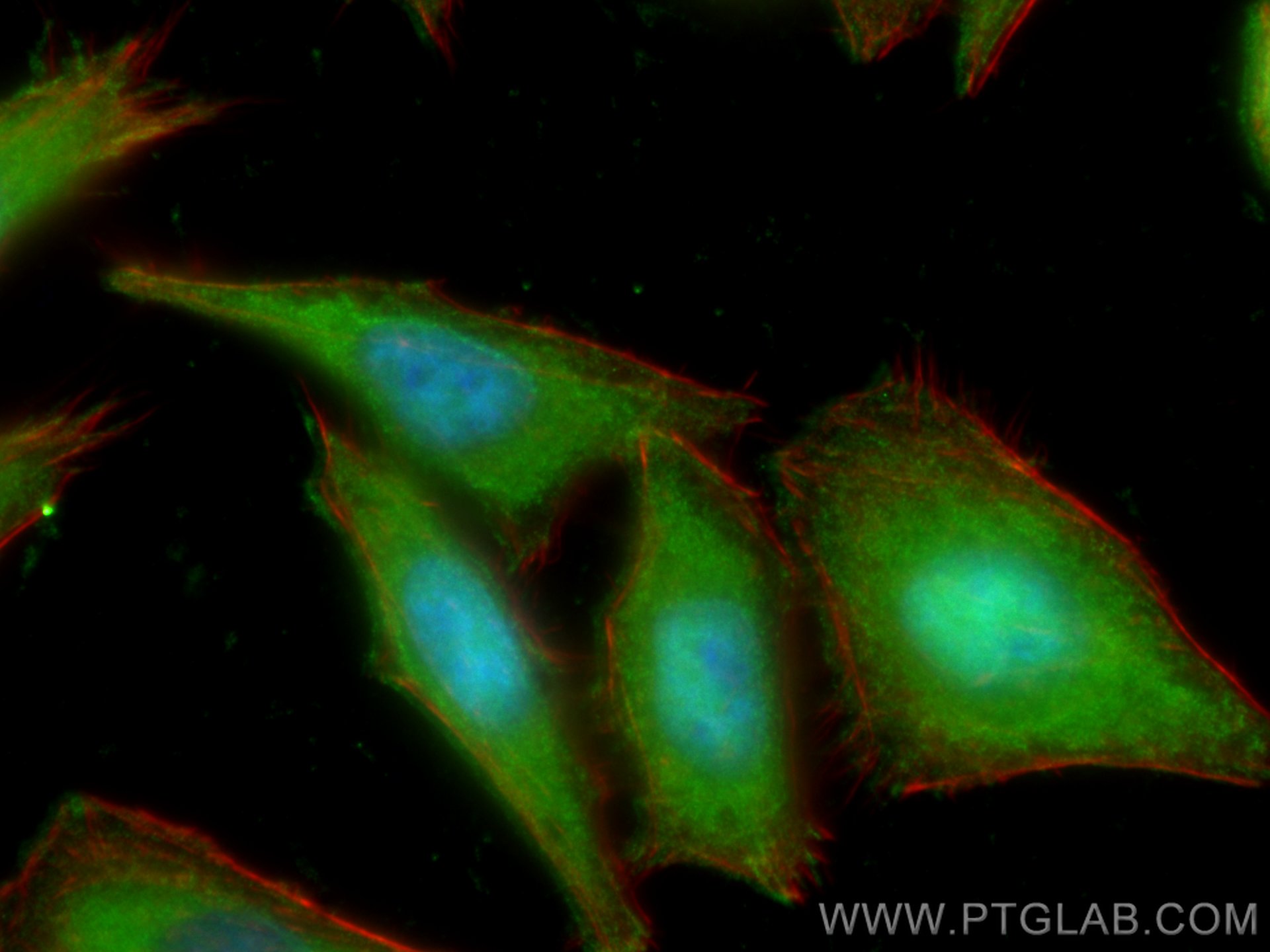 Immunofluorescence (IF) / fluorescent staining of HepG2 cells using UGDH Monoclonal antibody (67360-1-Ig)