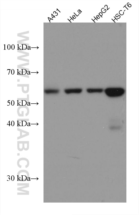 Western Blot (WB) analysis of various lysates using UGDH Monoclonal antibody (67360-1-Ig)