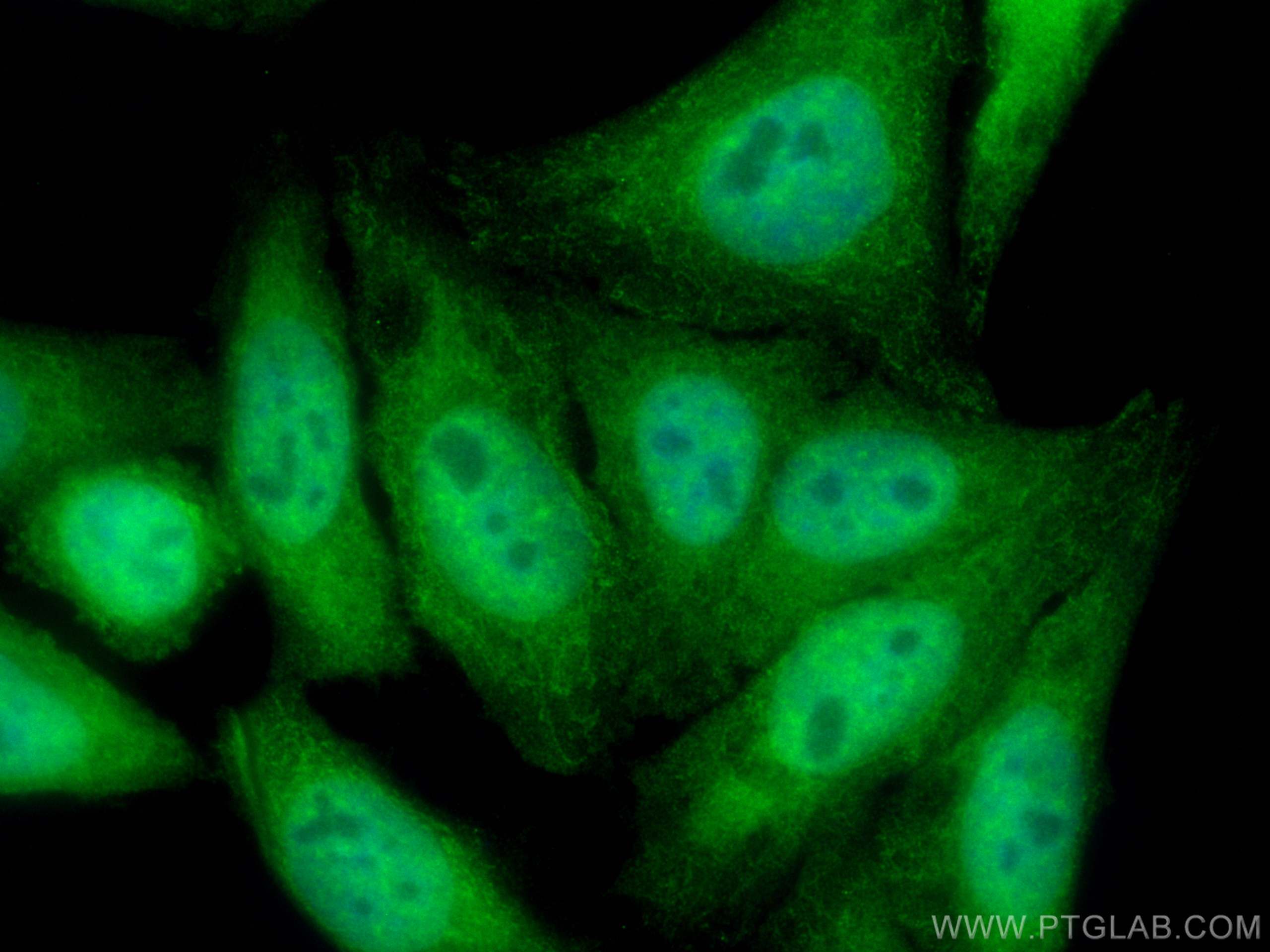Immunofluorescence (IF) / fluorescent staining of HepG2 cells using CoraLite® Plus 488-conjugated UGDH Polyclonal anti (CL488-13151)