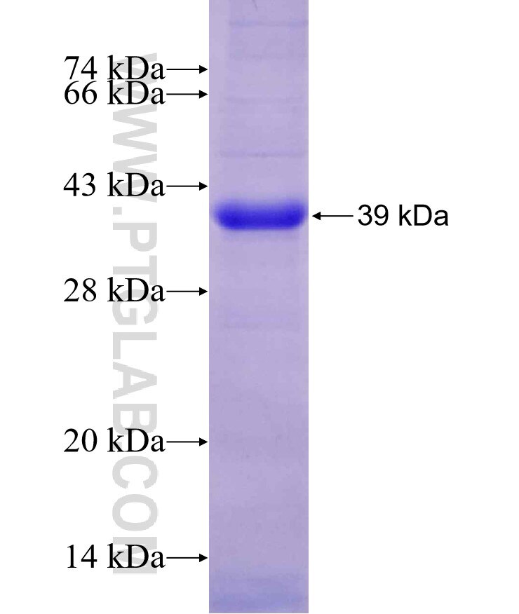 UGDH fusion protein Ag29747 SDS-PAGE