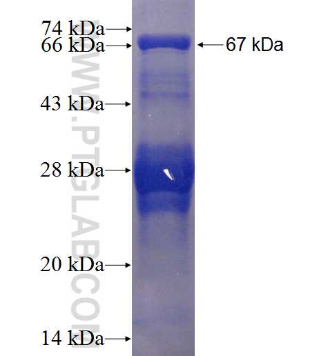 UGDH fusion protein Ag3767 SDS-PAGE