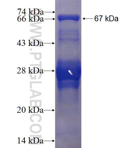UGDH fusion protein Ag3767 SDS-PAGE