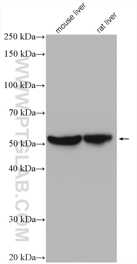 Western Blot (WB) analysis of various lysates using UGP2 Polyclonal antibody (10391-1-AP)