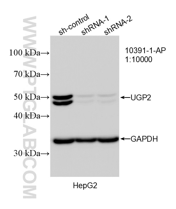 WB result of UGP2 antibody (10391-1-AP; 1:10000; incubated at room temperature for 1.5 hours) with sh-Control and sh-UGP2 transfected HepG2 cells. Western Blot (WB) analysis of HepG2 cells using UGP2 Polyclonal antibody (10391-1-AP)