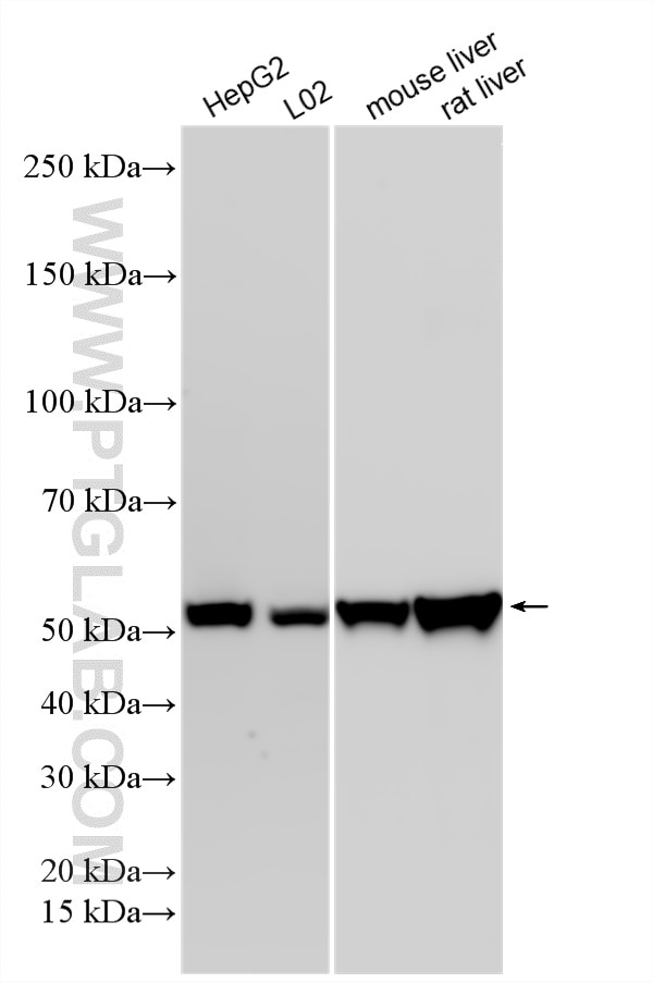 WB analysis using 10391-1-AP Western Blot (WB) analysis of various lysates using UGP2 Polyclonal antibody (10391-1-AP)