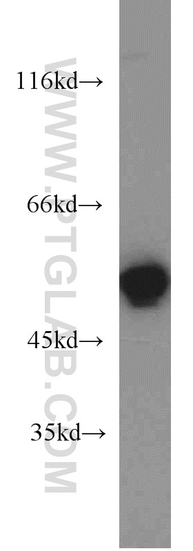 Western Blot (WB) analysis of mouse liver tissue using UGP2 Polyclonal antibody (10391-1-AP)