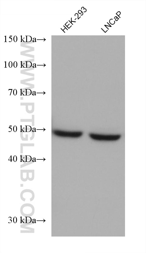 Western Blot (WB) analysis of various lysates using UGP2 Monoclonal antibody (68381-1-Ig)