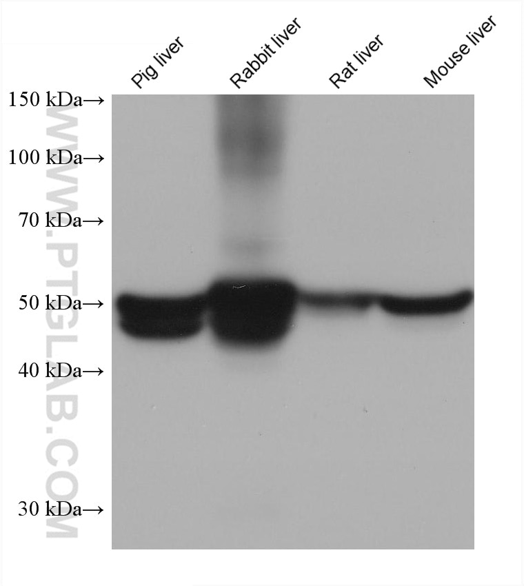 Western Blot (WB) analysis of various lysates using UGP2 Monoclonal antibody (68381-1-Ig)