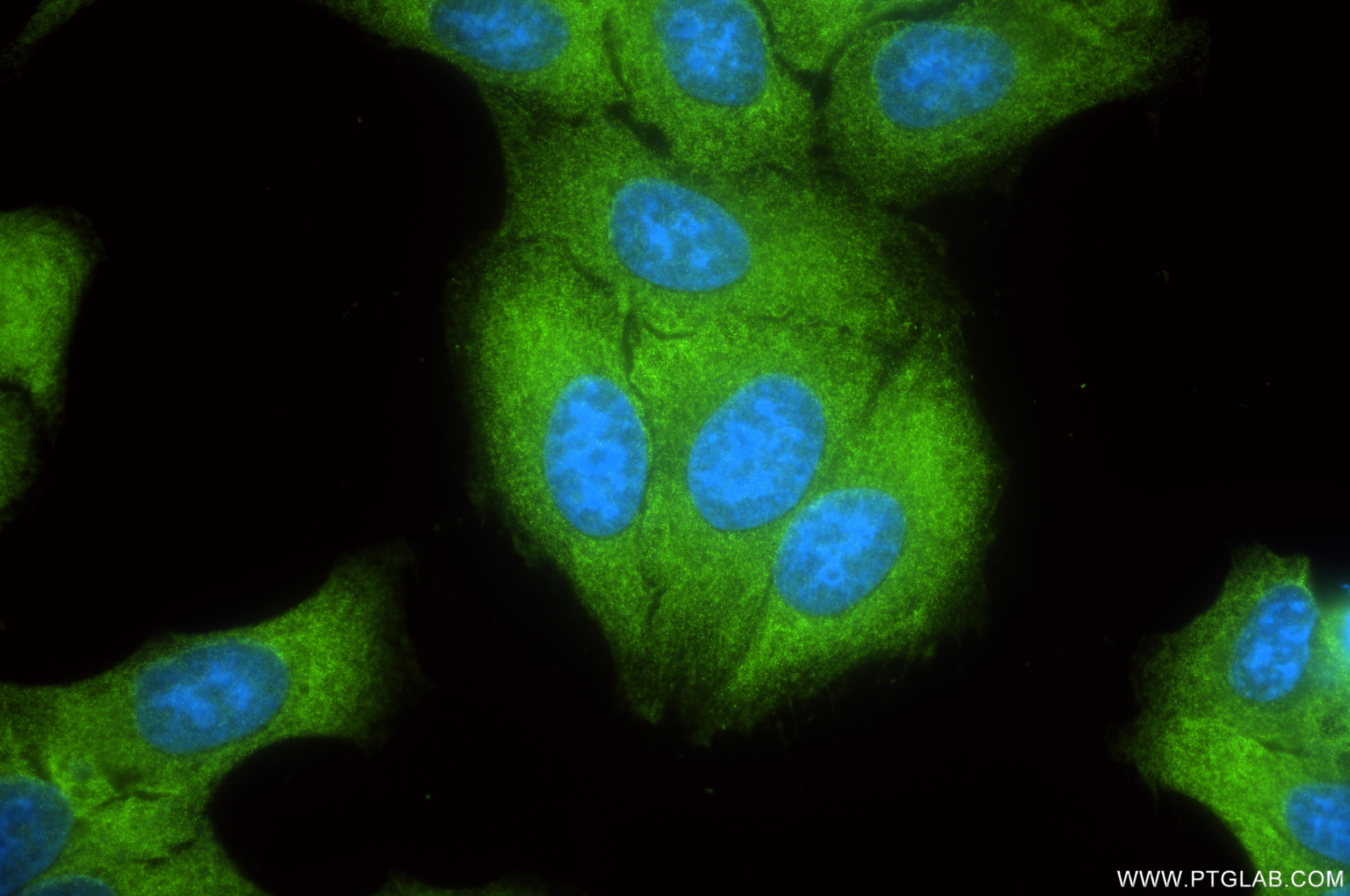 Immunofluorescence (IF) / fluorescent staining of HepG2 cells using UGP2 Recombinant monoclonal antibody (86699-1-RR)