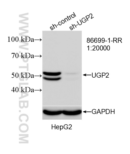 Western Blot (WB) analysis of HepG2 cells using UGP2 Recombinant monoclonal antibody (86699-1-RR)